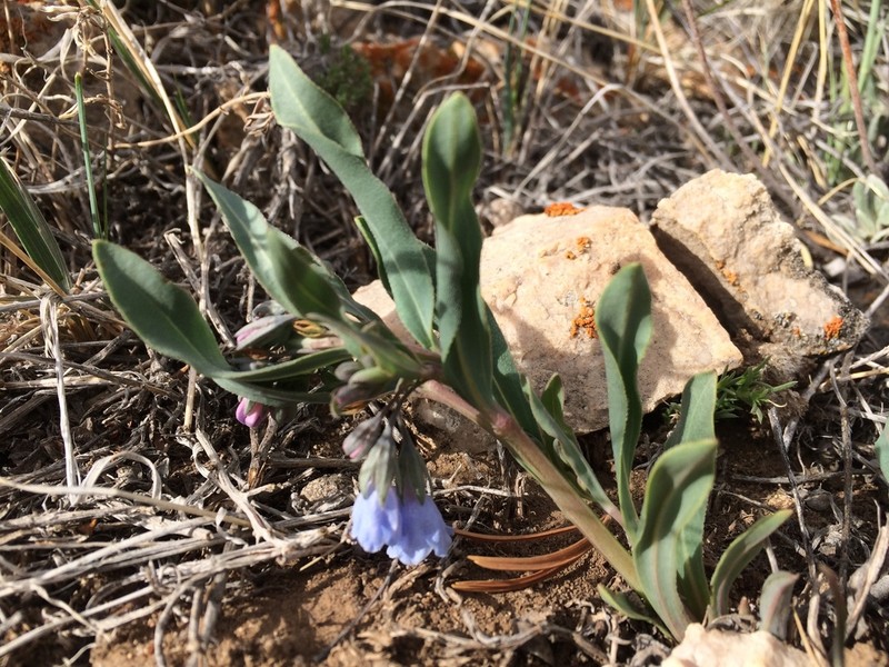 Rocky Mountain Bluebells photo 3