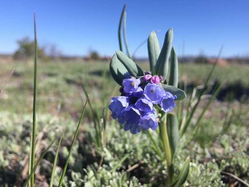 Rocky Mountain Bluebells photo 4