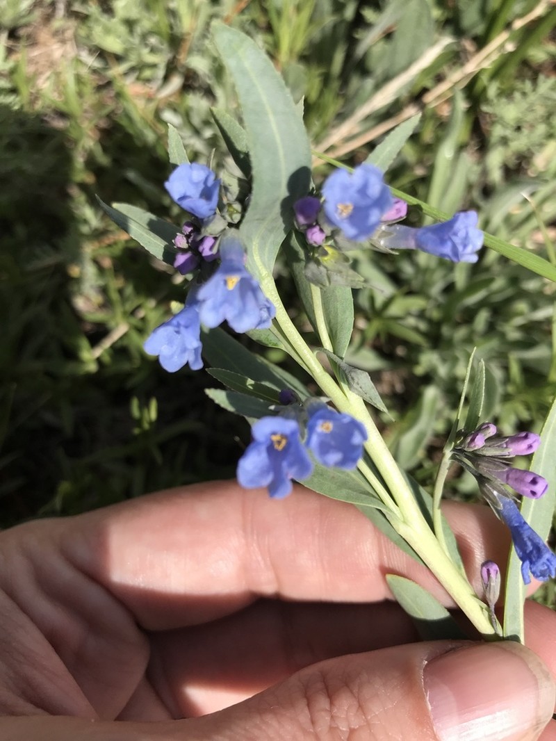 Rocky Mountain Bluebells photo 5