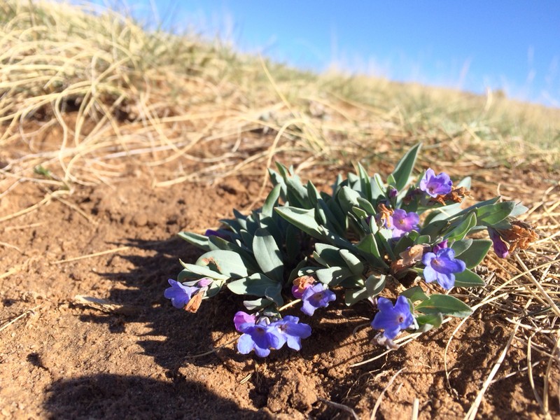 Rocky Mountain Bluebells photo 6