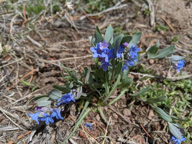 Rocky Mountain Bluebells photo 7