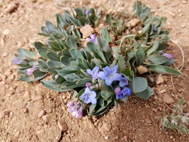 Rocky Mountain Bluebells photo 8