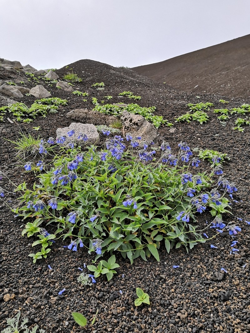 Mertensia kamczatica