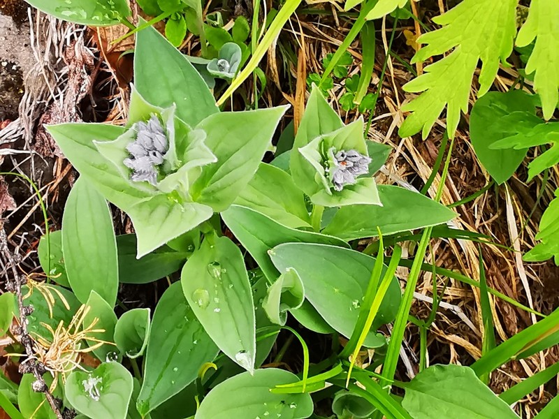 Mertensia kamczatica photo 2