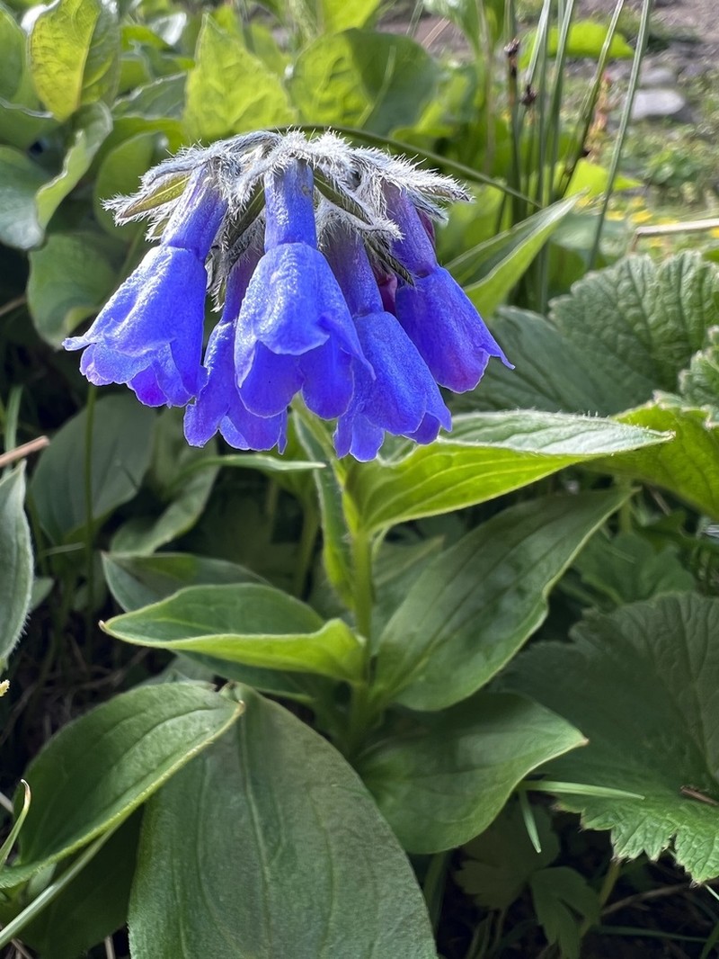 Mertensia kamczatica photo 4