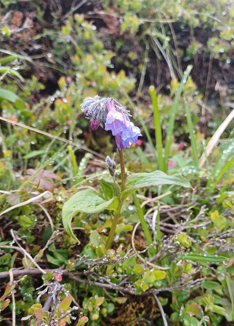 Mertensia kamczatica photo 5