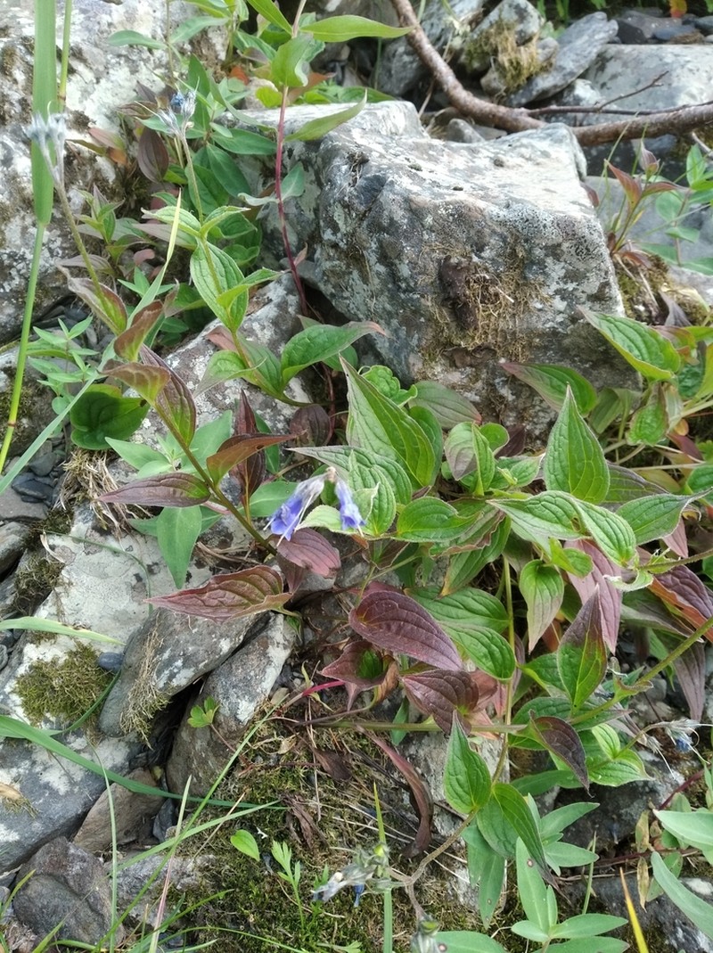 Mertensia kamczatica photo 6