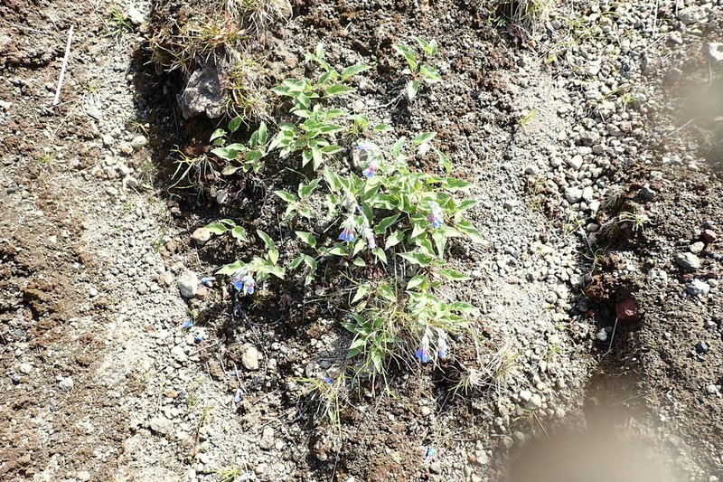Mertensia kamczatica photo 7