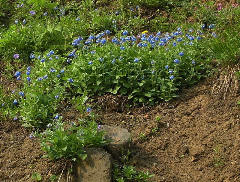 Mertensia kamczatica photo 8