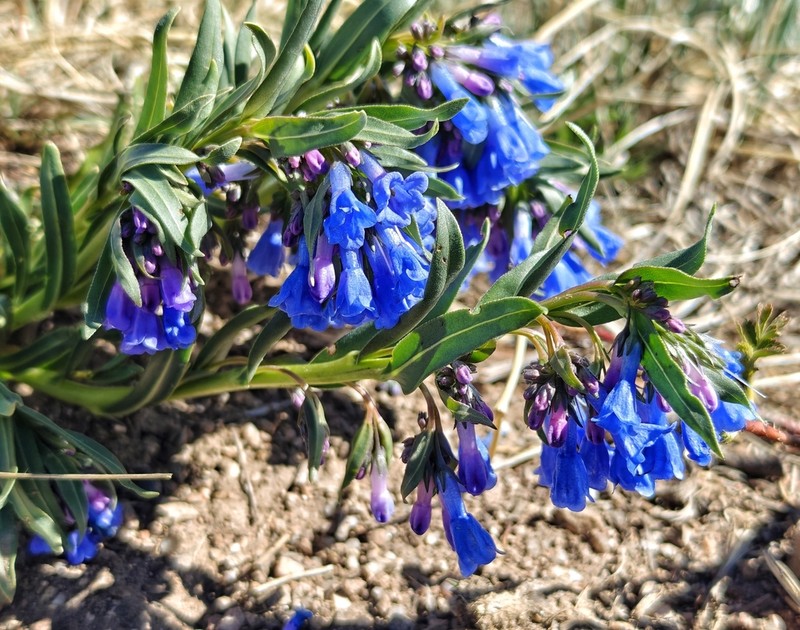 Prairie Bluebells photo 4