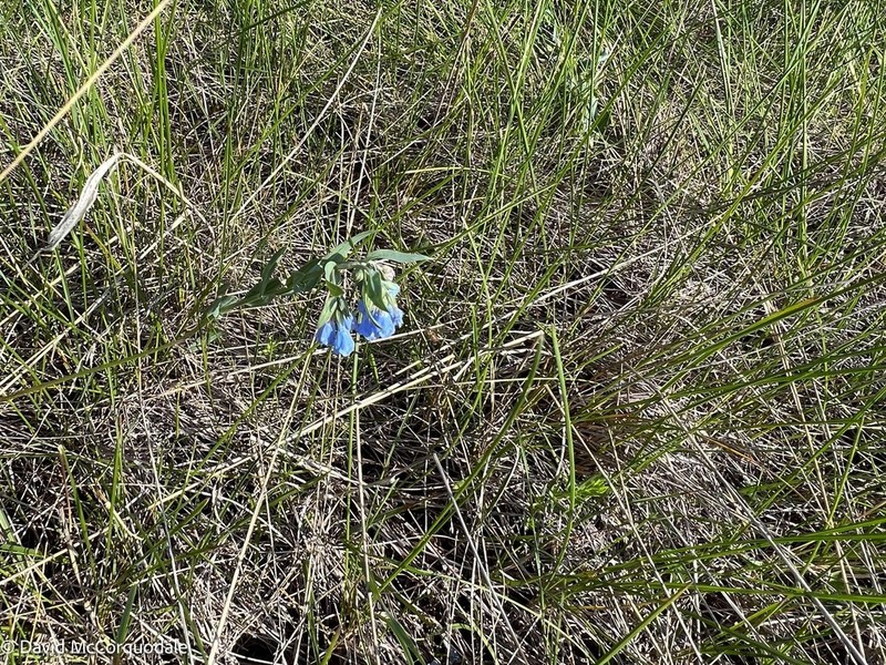 Prairie Bluebells photo 5
