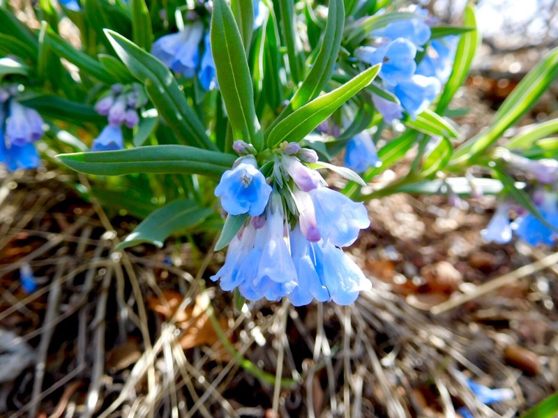 Prairie Bluebells photo 6