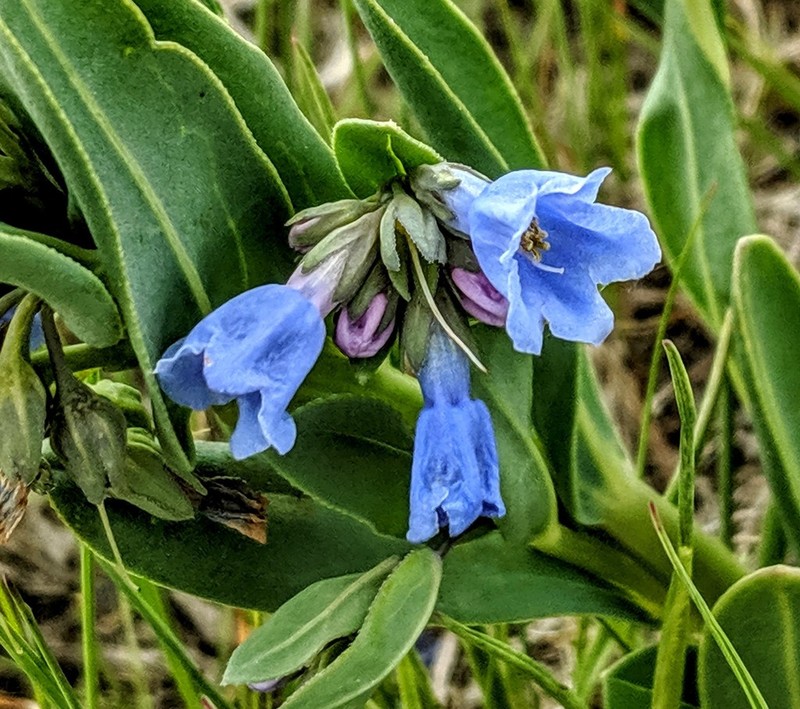 Prairie Bluebells photo 7