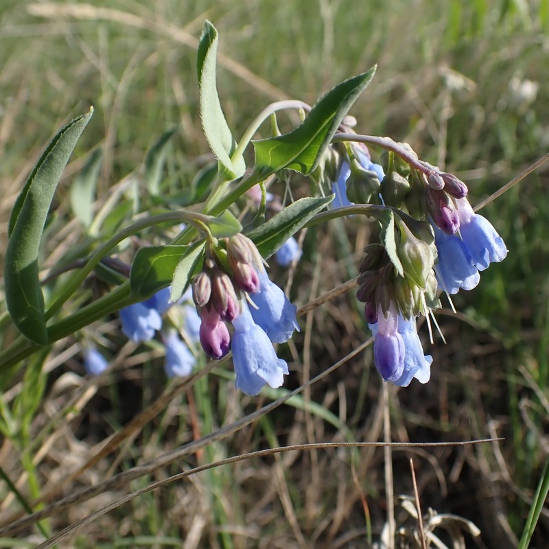 Mertensia lanceolata var. coriacea