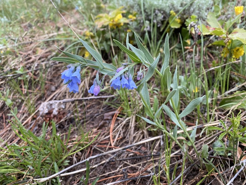Mertensia lanceolata var. coriacea photo 2