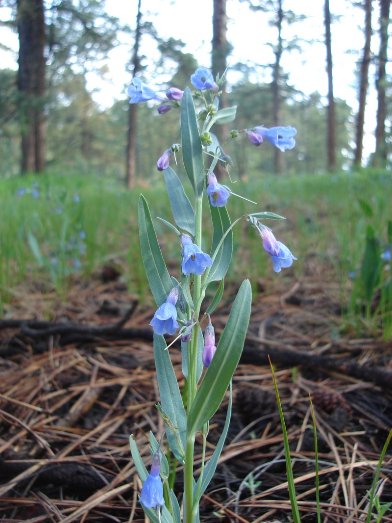 Mertensia lanceolata var. coriacea photo 3