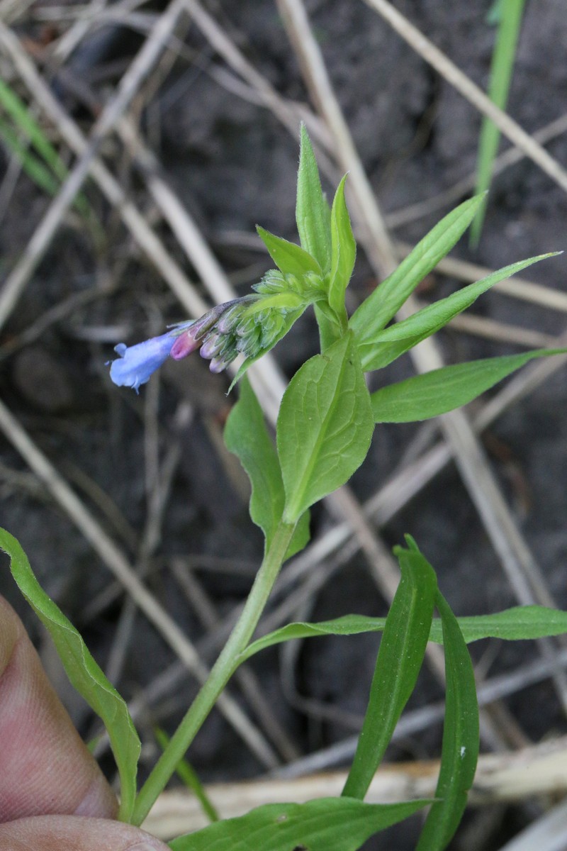Mertensia lanceolata var. coriacea photo 4
