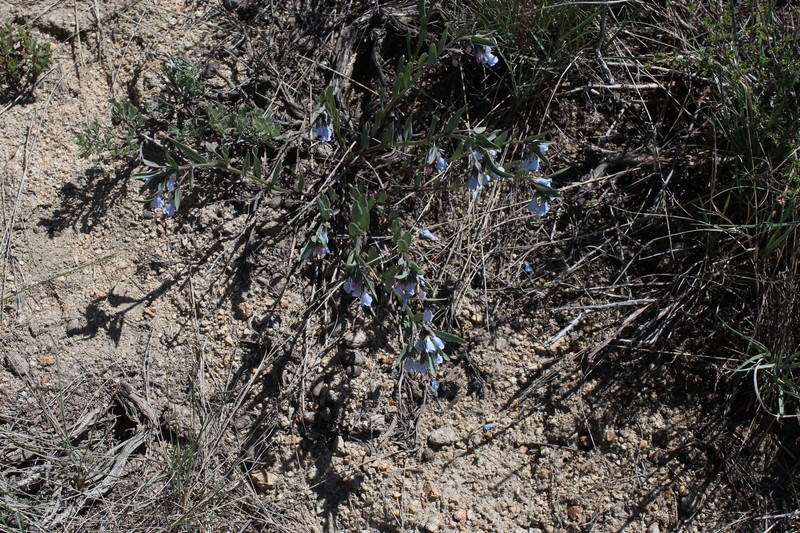 Mertensia lanceolata var. coriacea photo 5