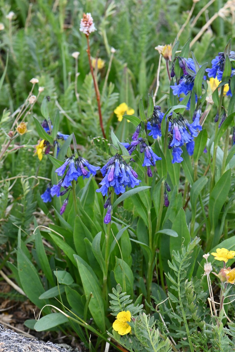 Mertensia lanceolata var. coriacea photo 6