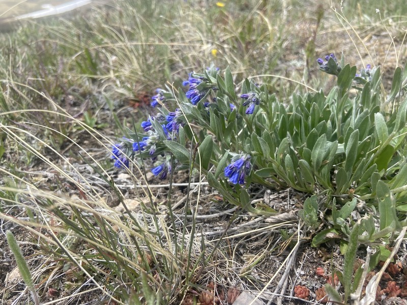 Mertensia lanceolata var. lanceolata photo 4