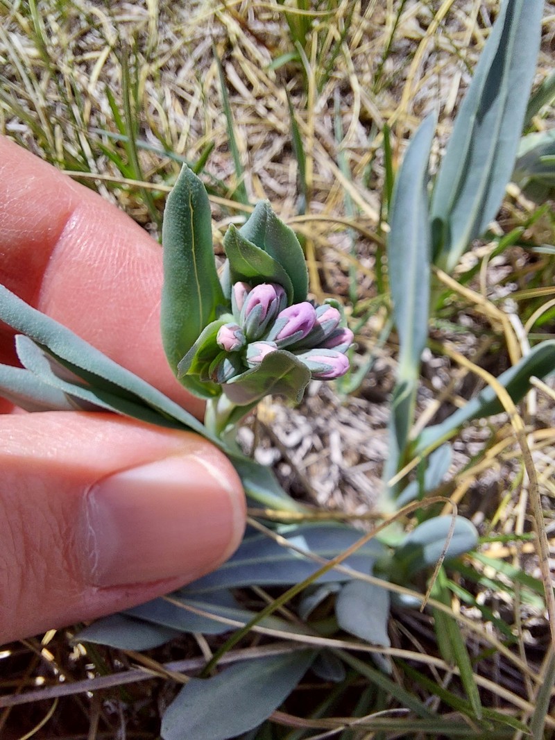 Mertensia lanceolata var. lanceolata photo 5