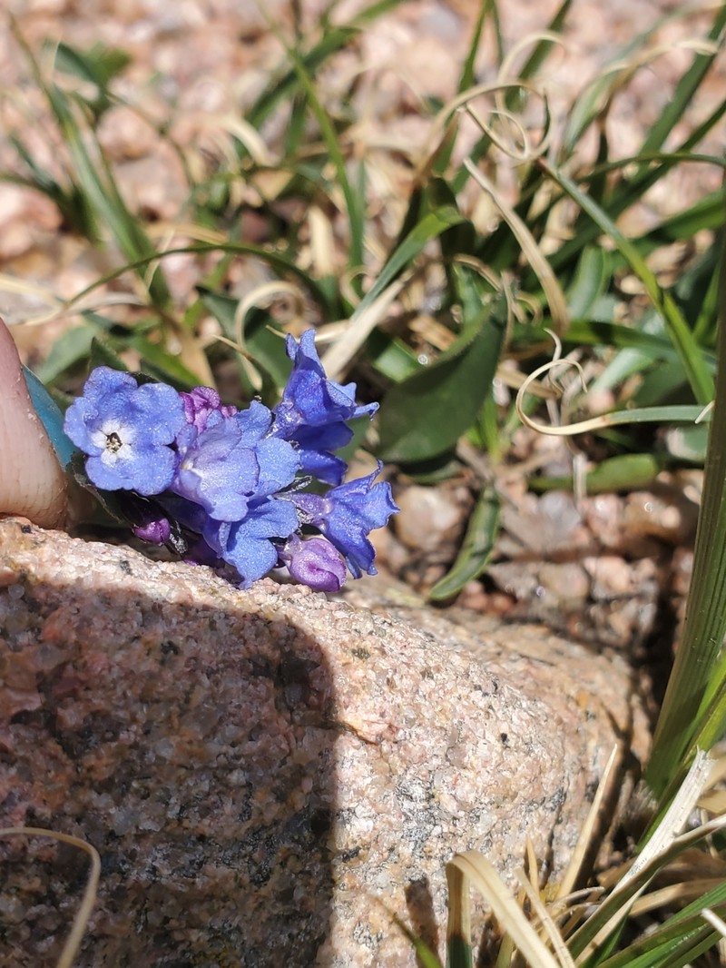 Mertensia lanceolata var. lanceolata photo 6