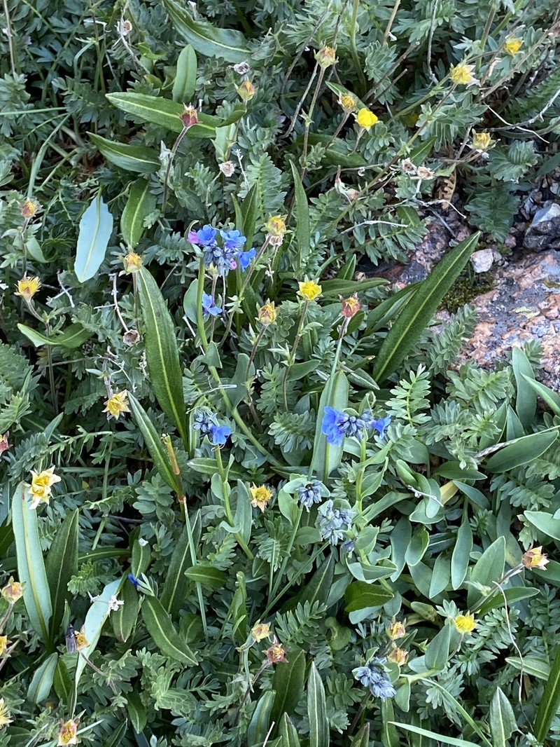Mertensia lanceolata var. lanceolata photo 7