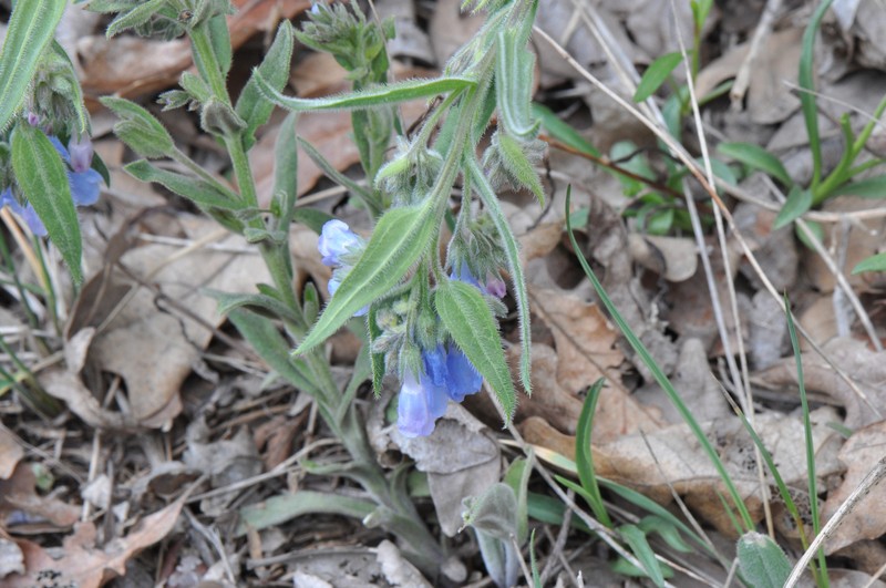 Mertensia lanceolata var. secundorum photo 4