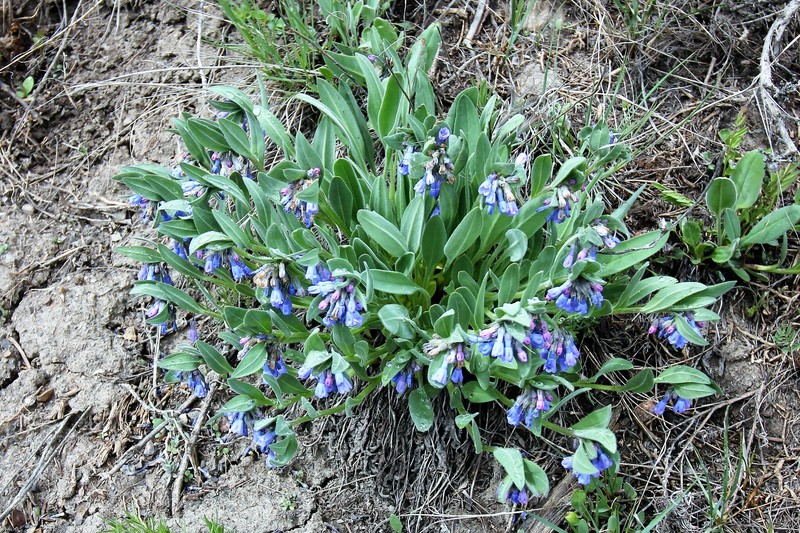 Mertensia lanceolata var. secundorum photo 5