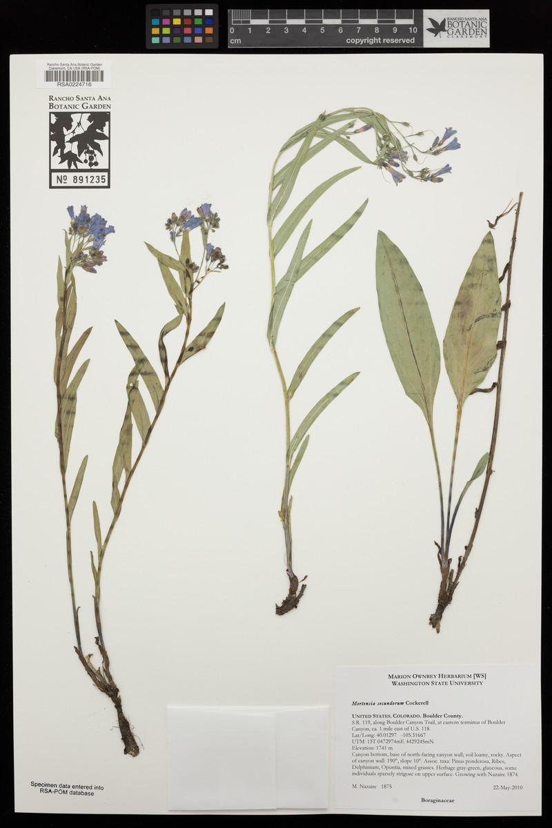 Mertensia lanceolata var. secundorum photo 7