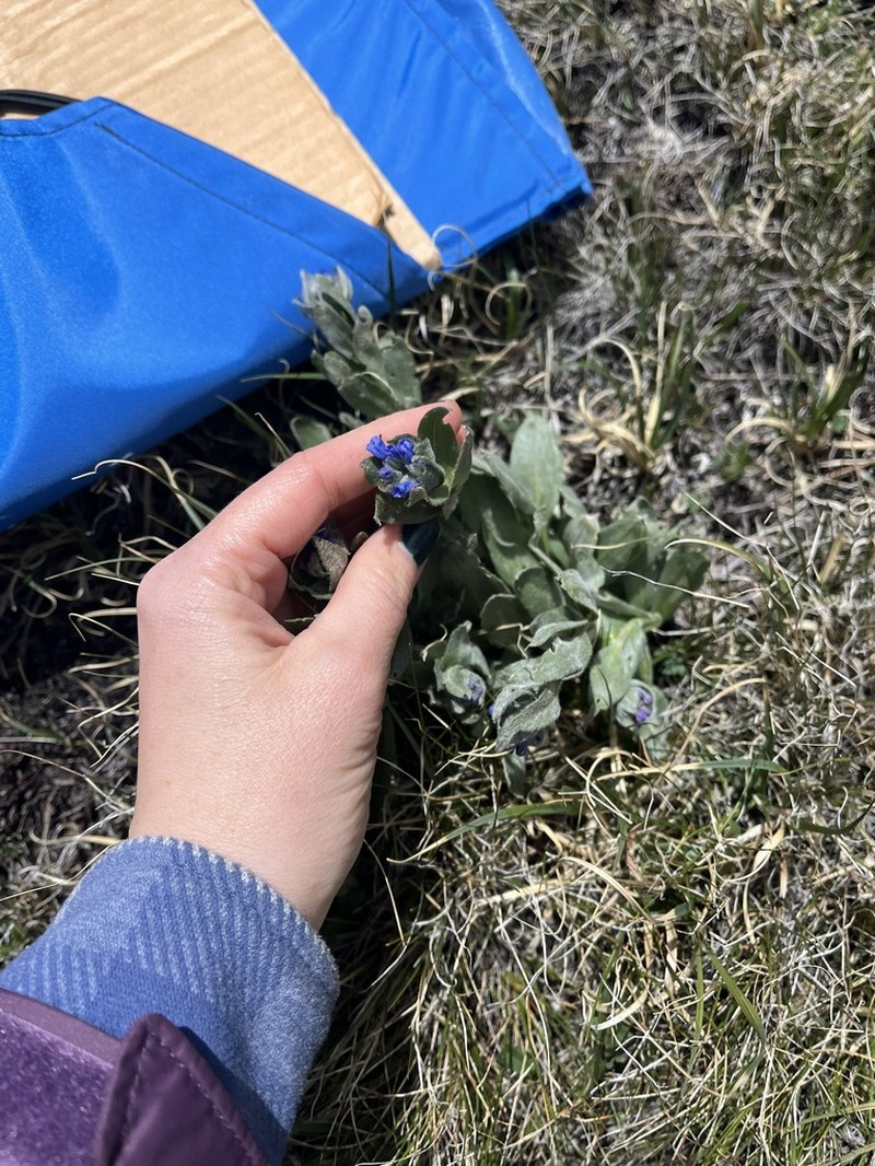 Mertensia lateriflora