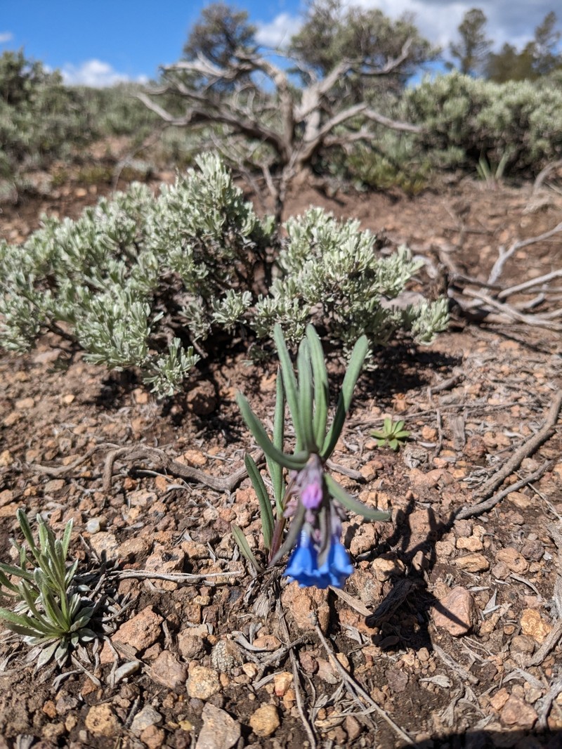 Mertensia lateriflora photo 4