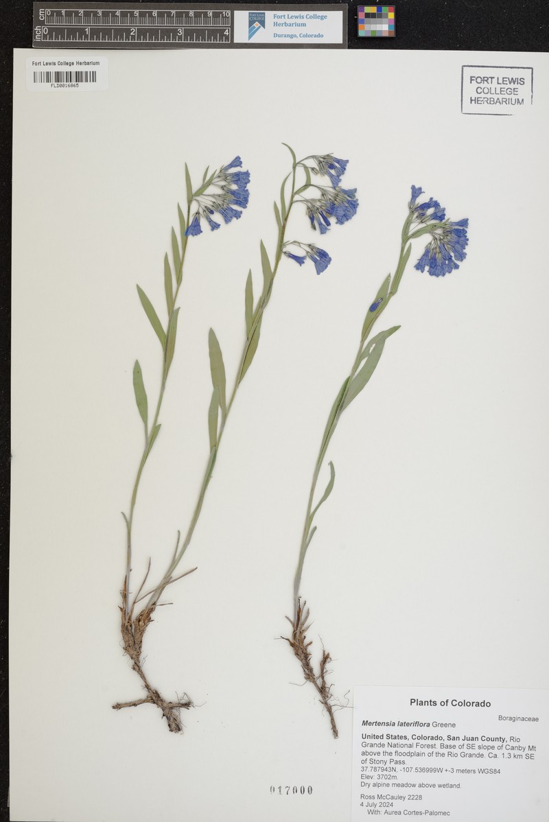 Mertensia lateriflora photo 5