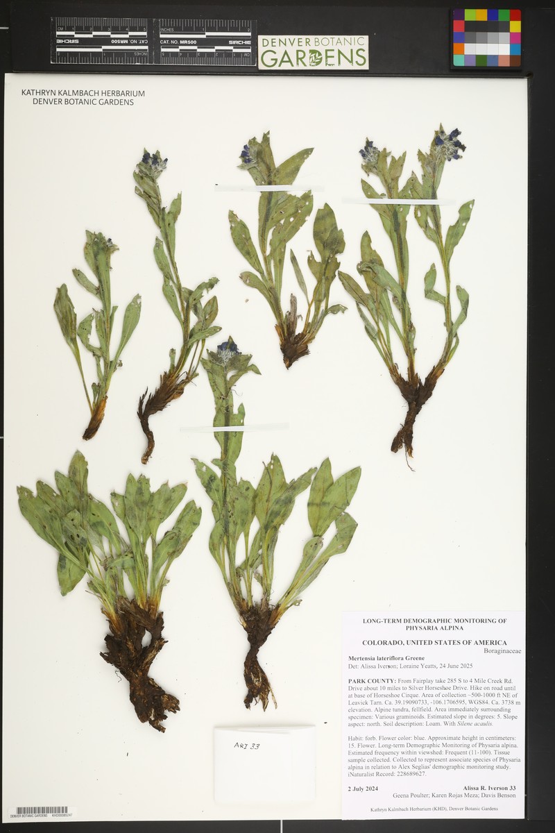 Mertensia lateriflora photo 6