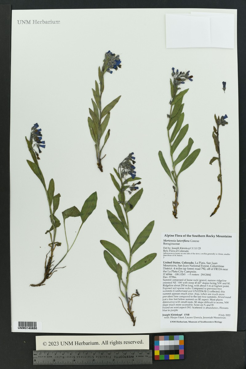 Mertensia lateriflora photo 8