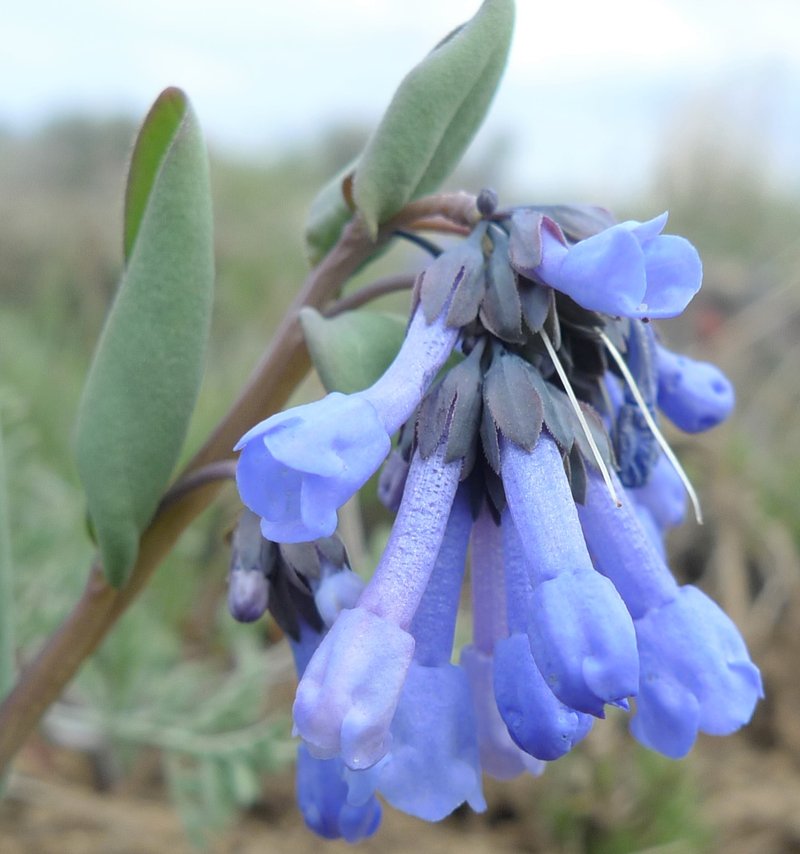 Small Bluebells photo 5