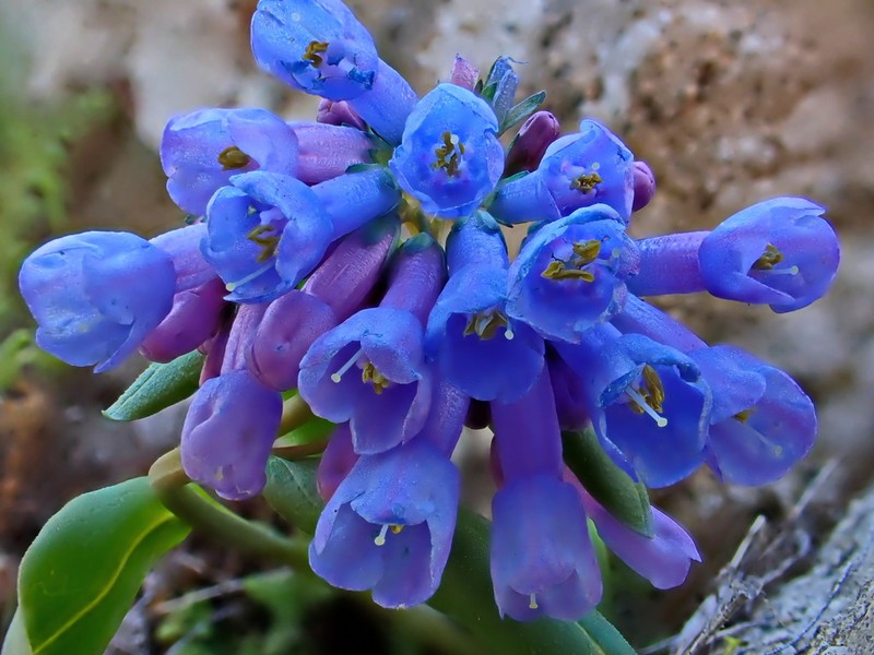Small Bluebells photo 3