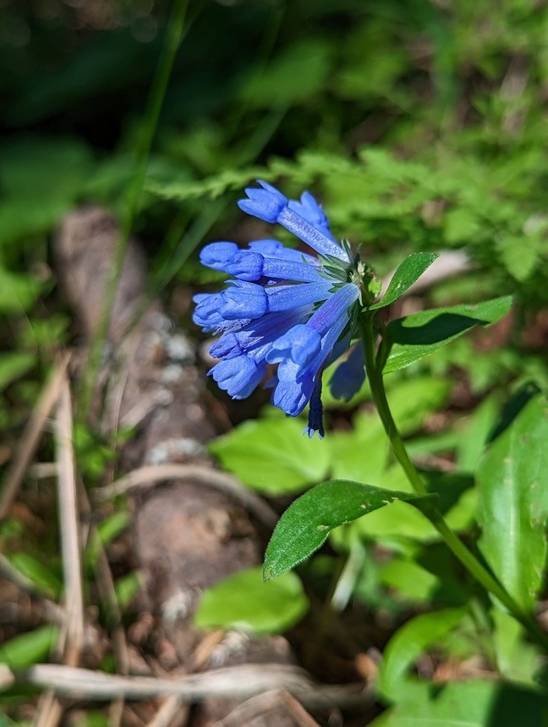 Small Bluebells photo 4