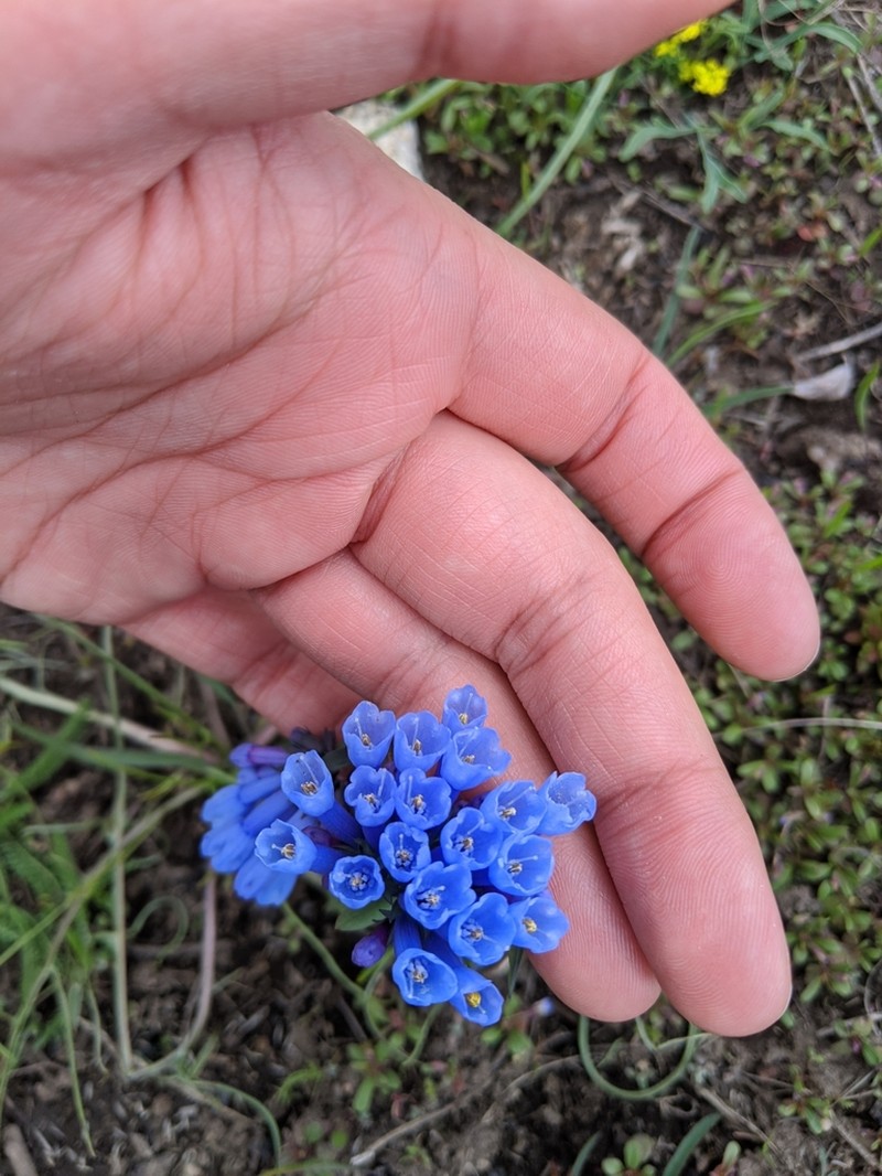 Small Bluebells photo 5