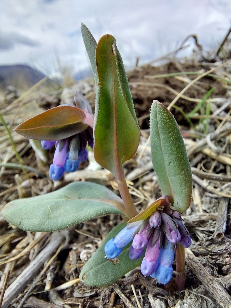 Small Bluebells photo 6