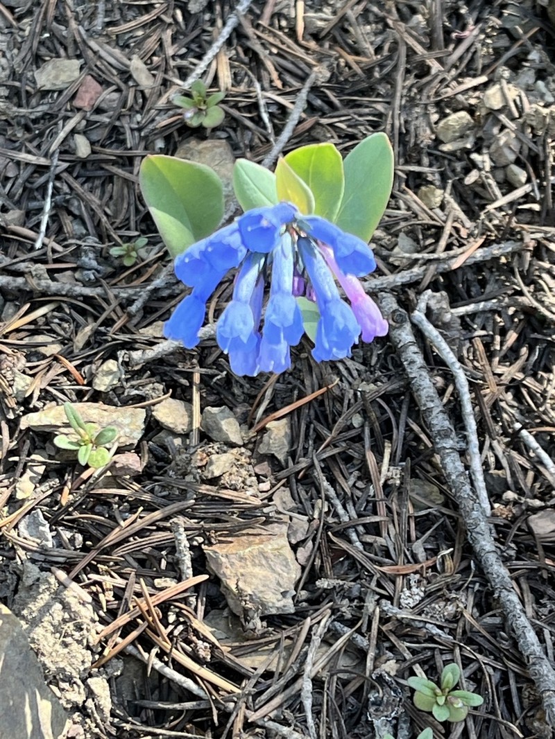 Small Bluebells photo 7