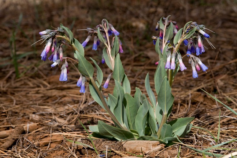 Macdougal's Bluebells