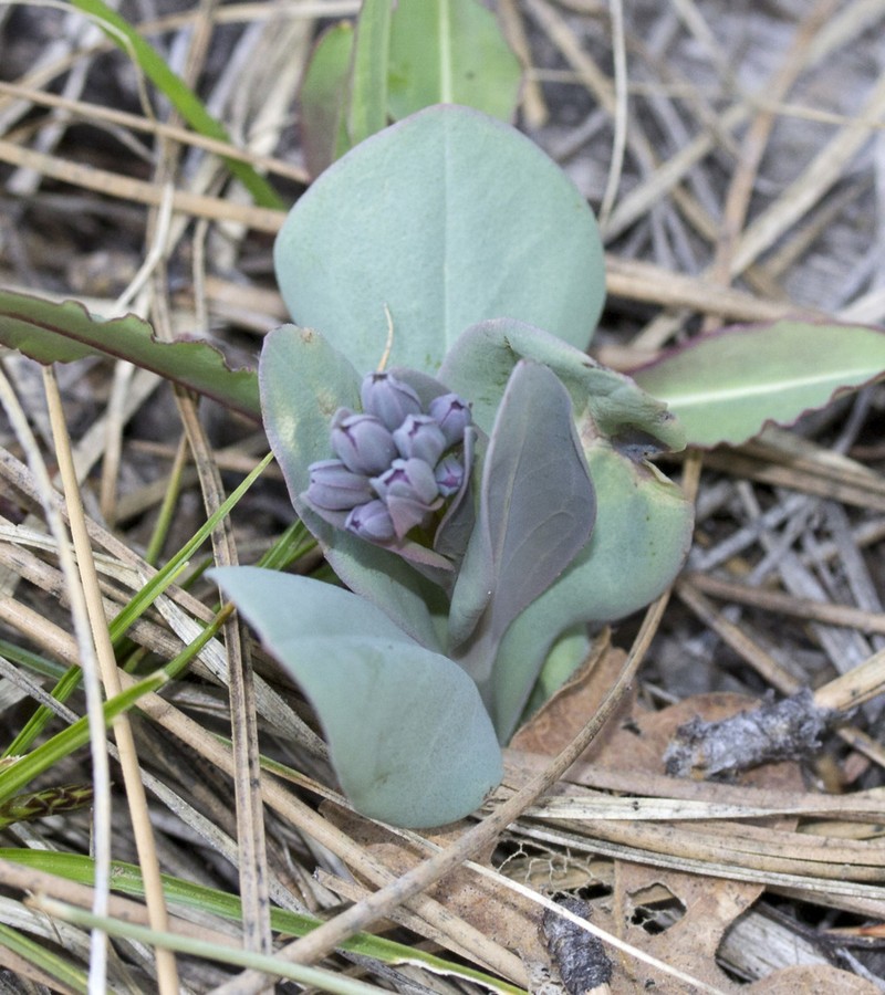 Macdougal's Bluebells