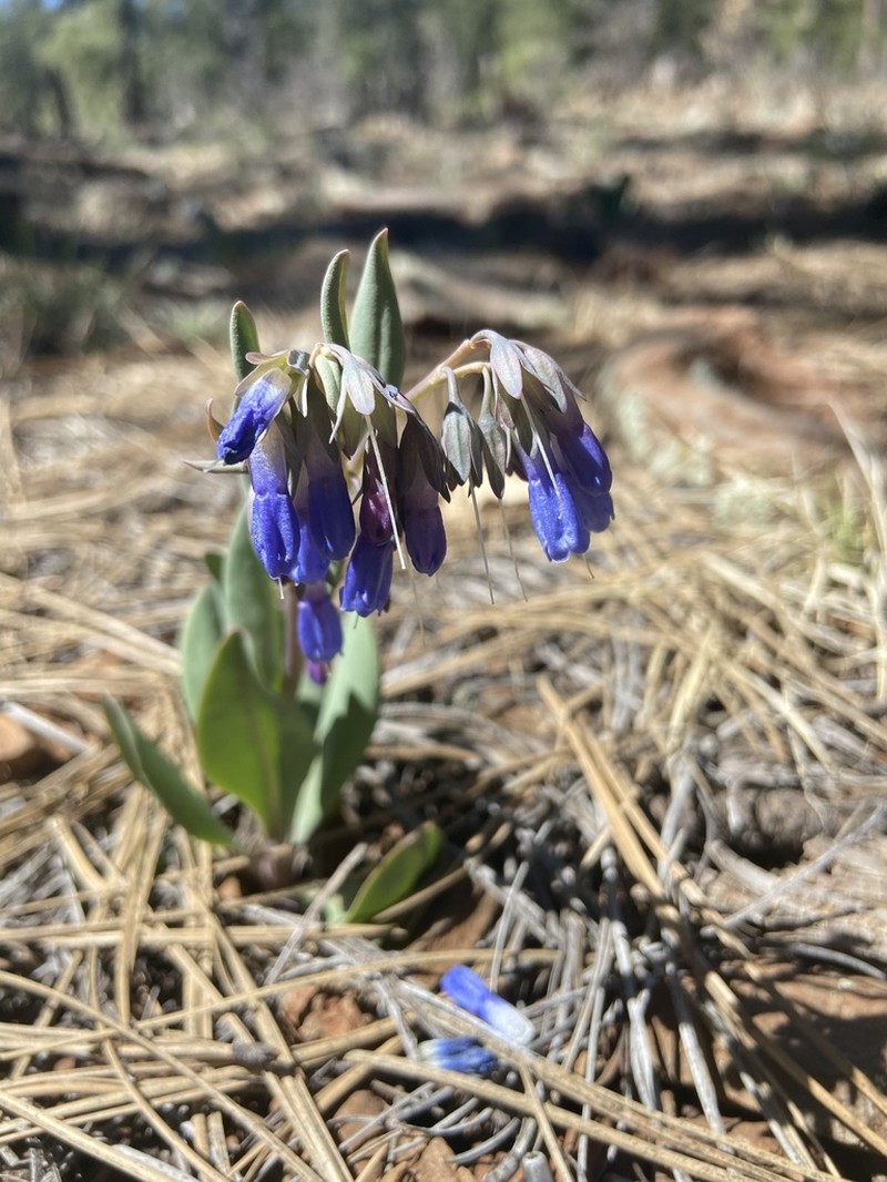 Macdougal's Bluebells photo 2