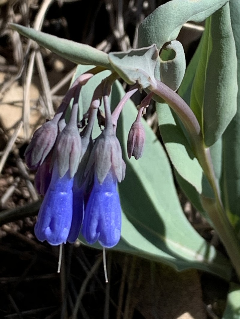 Macdougal's Bluebells photo 3