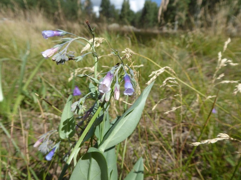 Macdougal's Bluebells photo 4
