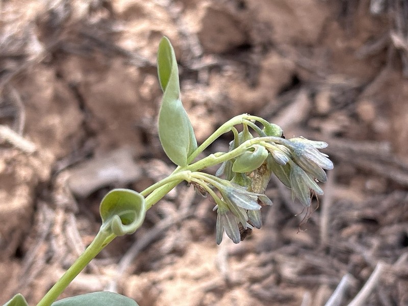 Macdougal's Bluebells photo 5