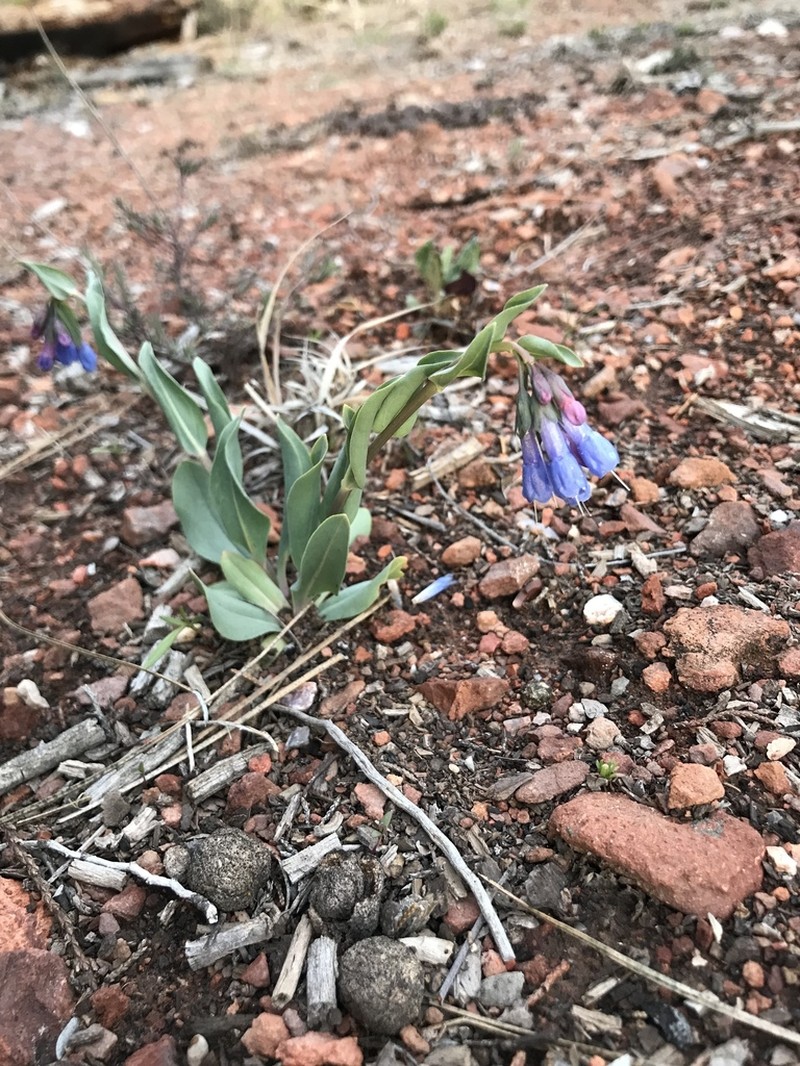 Macdougal's Bluebells photo 6