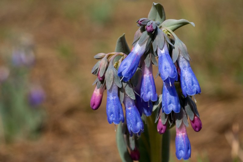 Macdougal's Bluebells photo 7