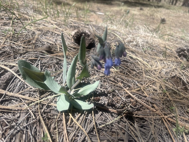 Macdougal's Bluebells photo 8